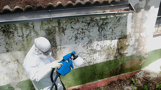 Trusted Basement Mold Remediation service in Rockford, MN - Cheap Mold Removal
